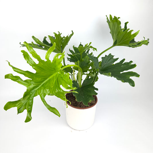 Philodendron Lickety Split 19cm Houseplant