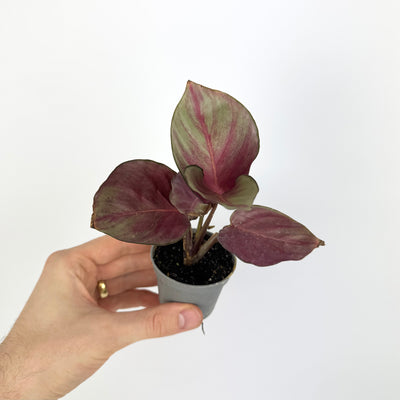 Calathea Silver Plate