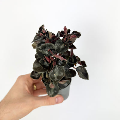 Peperomia Colombiana