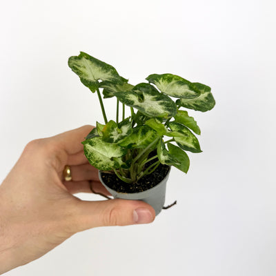 Syngonium Pixie