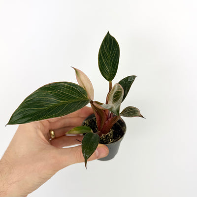 Philodendron Pink Bikini