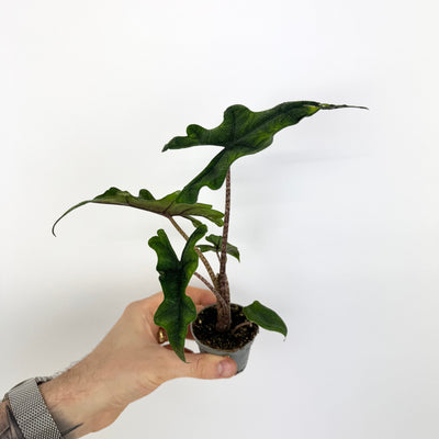 Alocasia Jacklyn