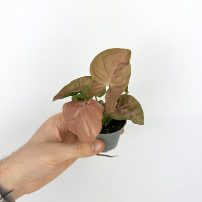 Syngonium Neon
