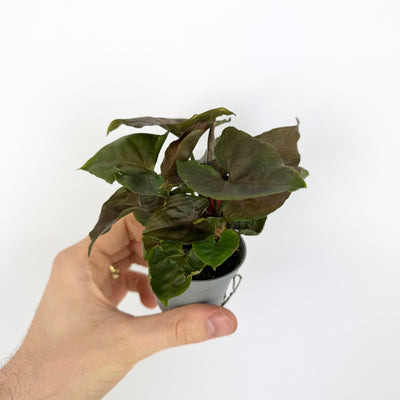 Syngonium Maria