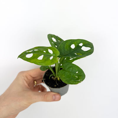 Monstera Adansoni