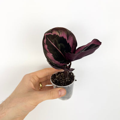 Calathea dottie