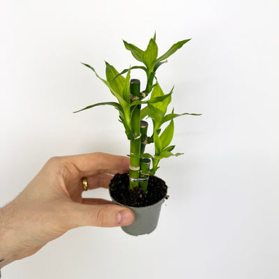 Bamboo
