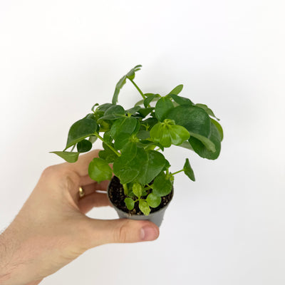 Schefflera Arboricola