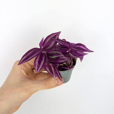 Tradescantia Purple Passion