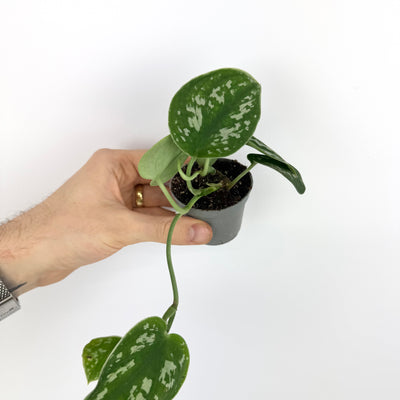 Satin Pothos