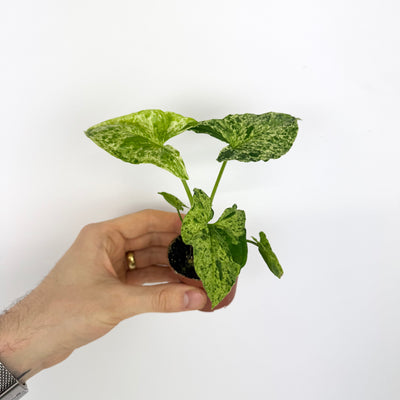 Syngonium Mottled