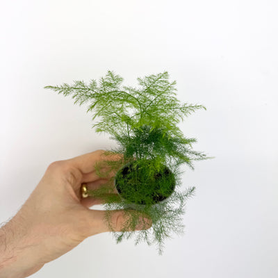 Asparagus Fern
