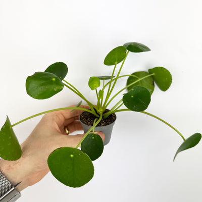 Pilea Peperomides