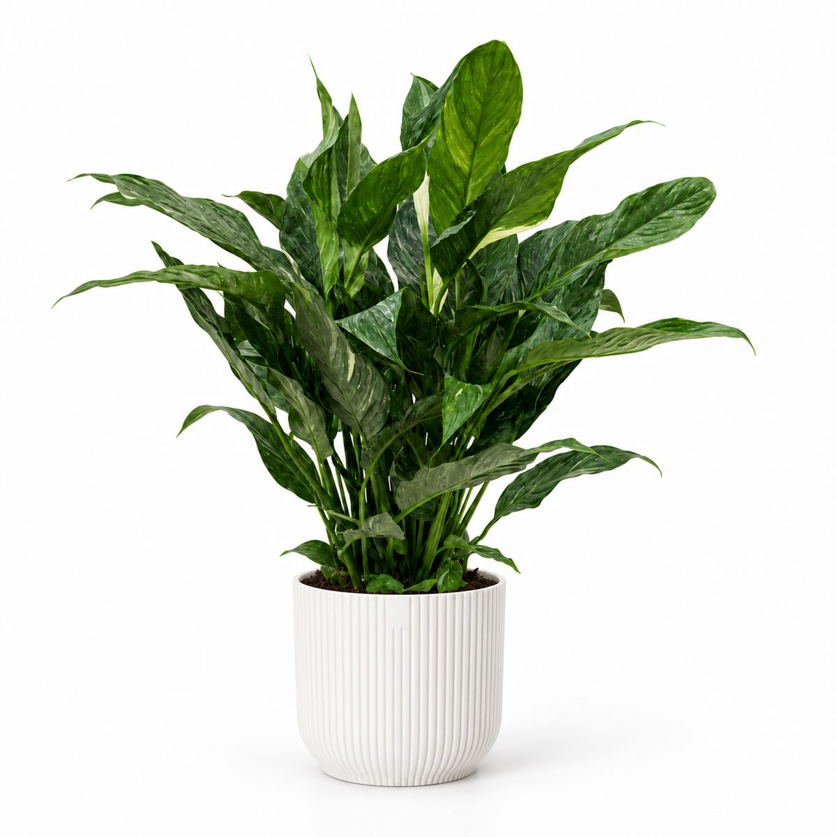 Spathiphyllum Diamond 17cm in white ribbed pot, square studio photo