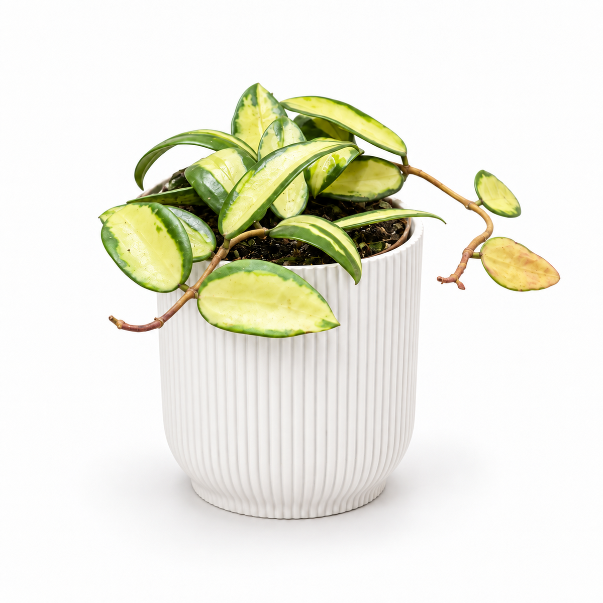 Hoya Verticillata Inner Variegated 12cm in white ribbed pot, square studio photo