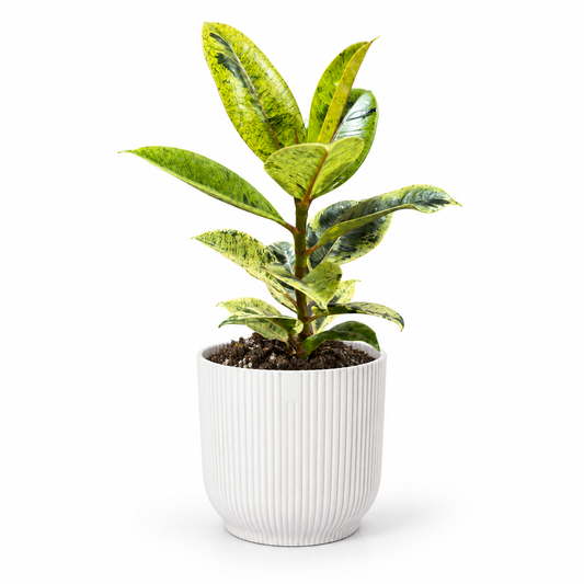 Ficus Shiveriana 9cm in white ribbed pot, square studio photo
