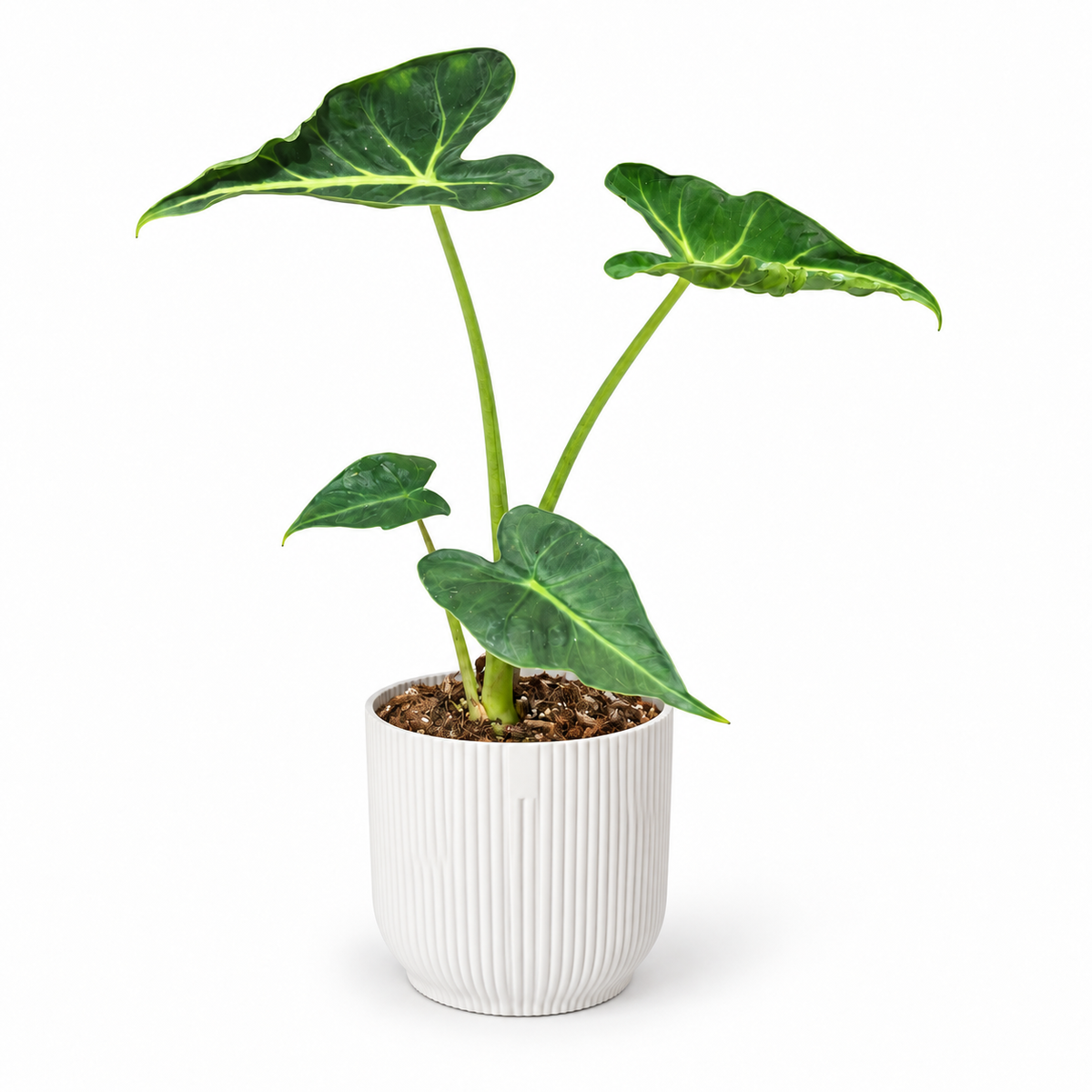 Alocasia Frydek Tattoo 9cm in white ribbed pot, square studio photo