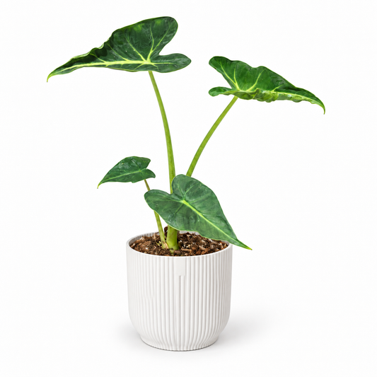 Alocasia Frydek Tattoo 9cm in white ribbed pot, square studio photo