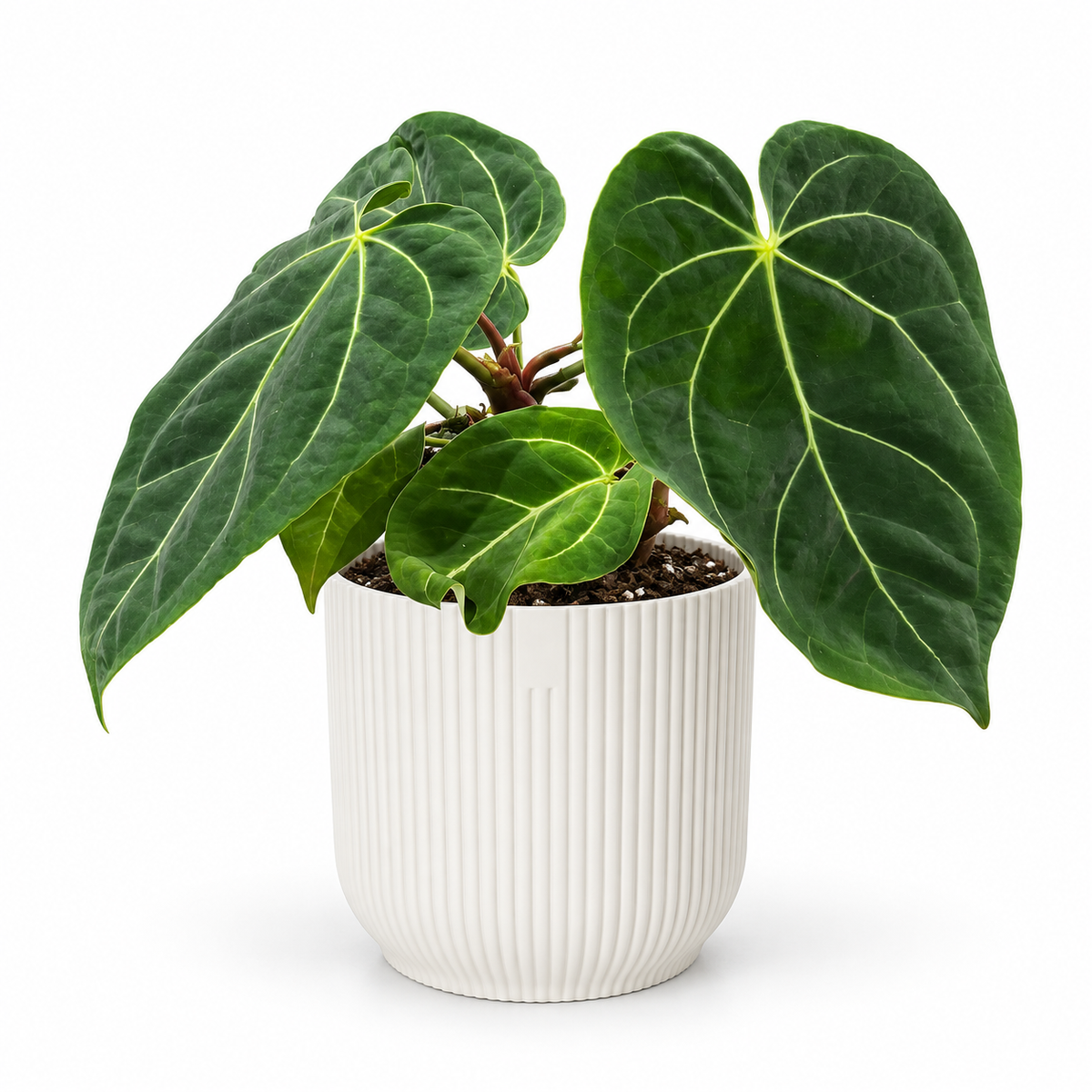 Anthurium SP Green 9cm in white ribbed pot