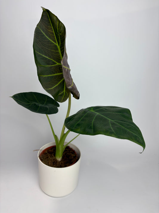 Alocasia Regal Shields 12cm Houseplant