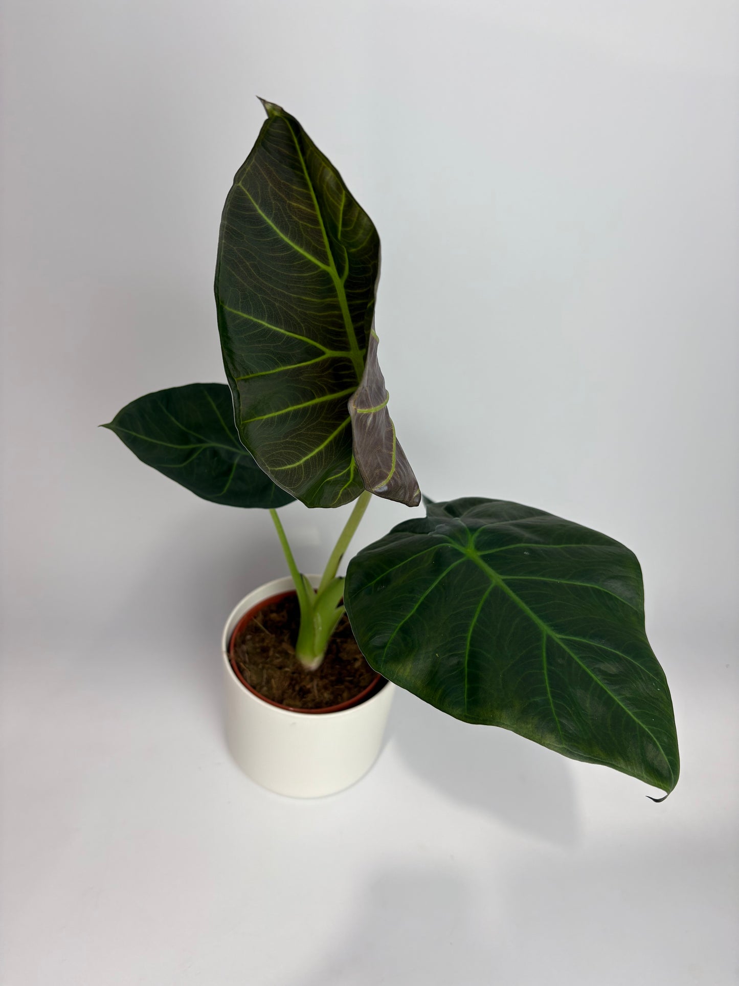 Alocasia Regal Shields 12cm Houseplant