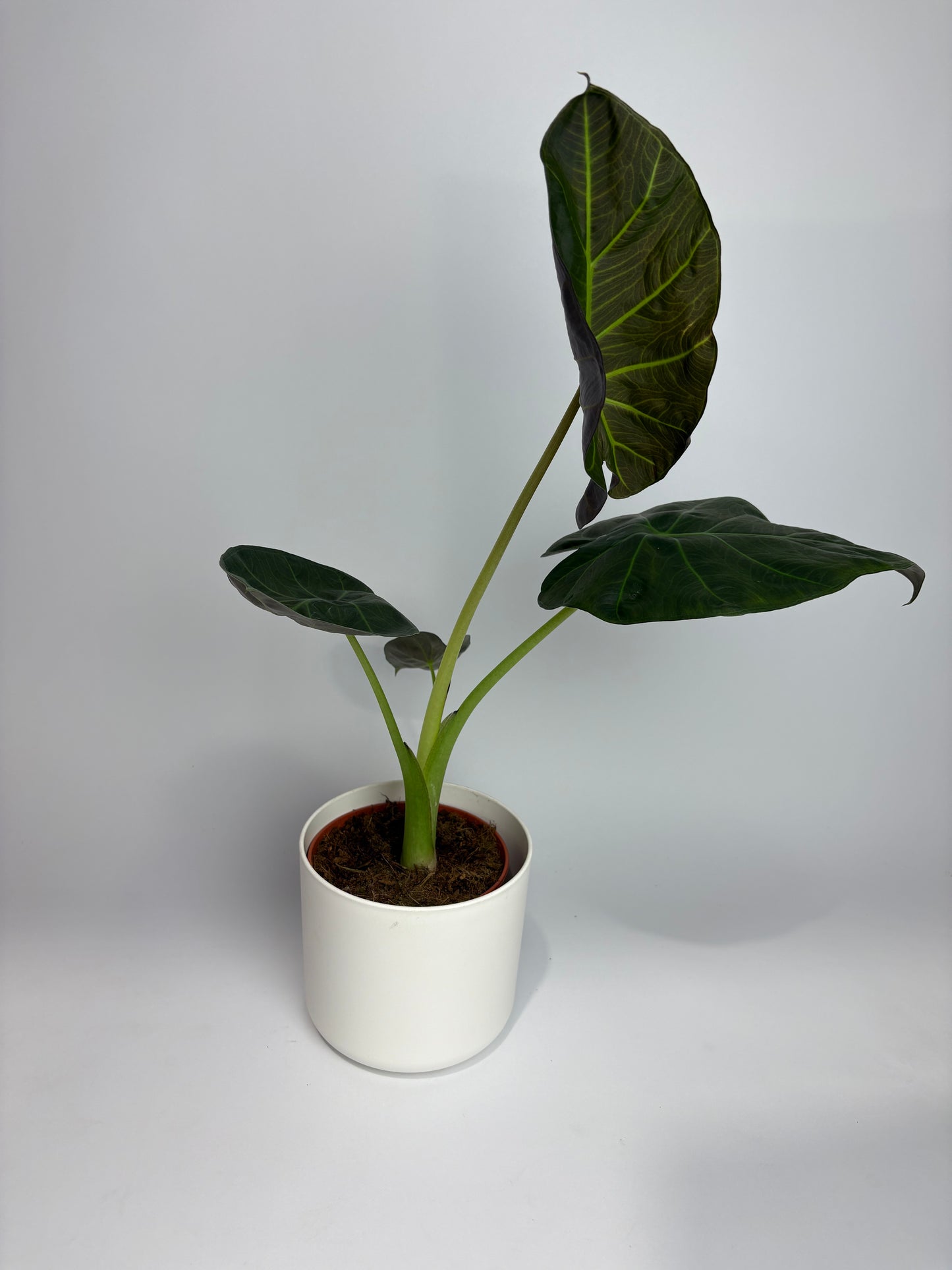 Alocasia Regal Shields 12cm Houseplant
