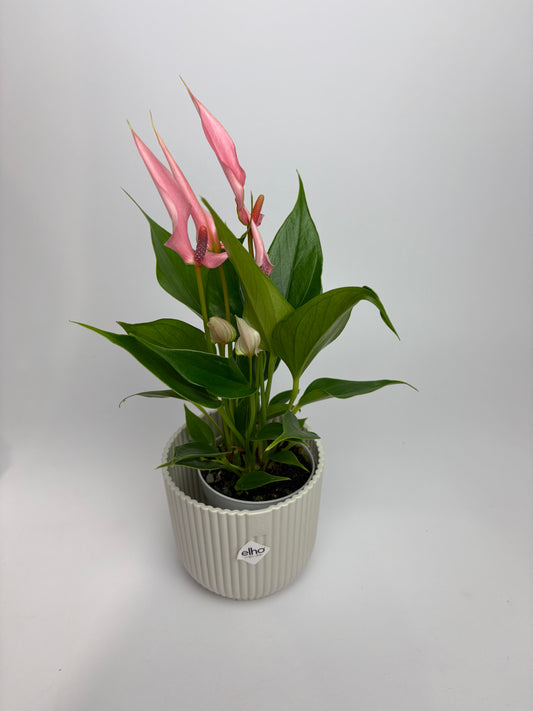 Anthurium Lilli Pink Indoor Houseplant