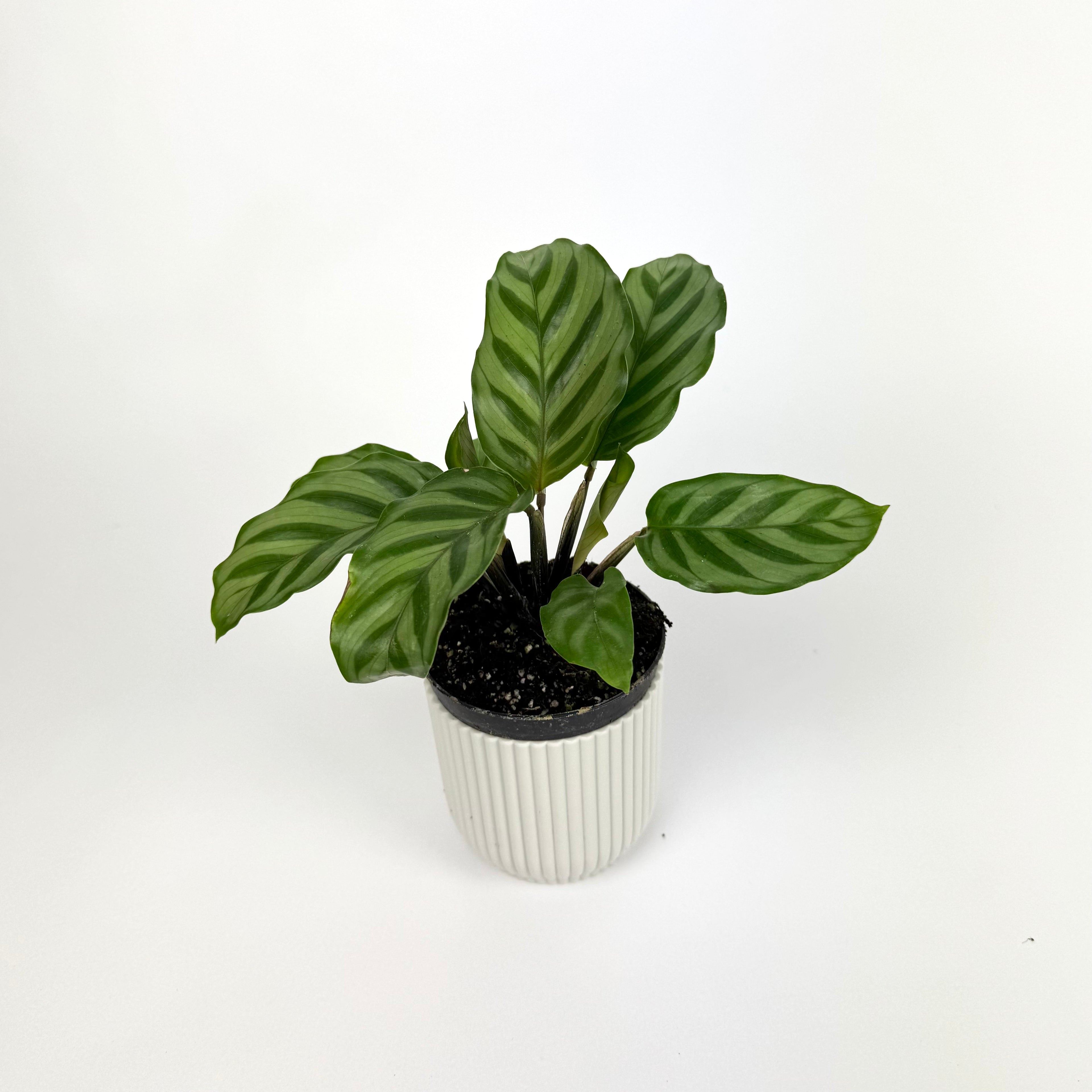 Mini Calathea Freddy
