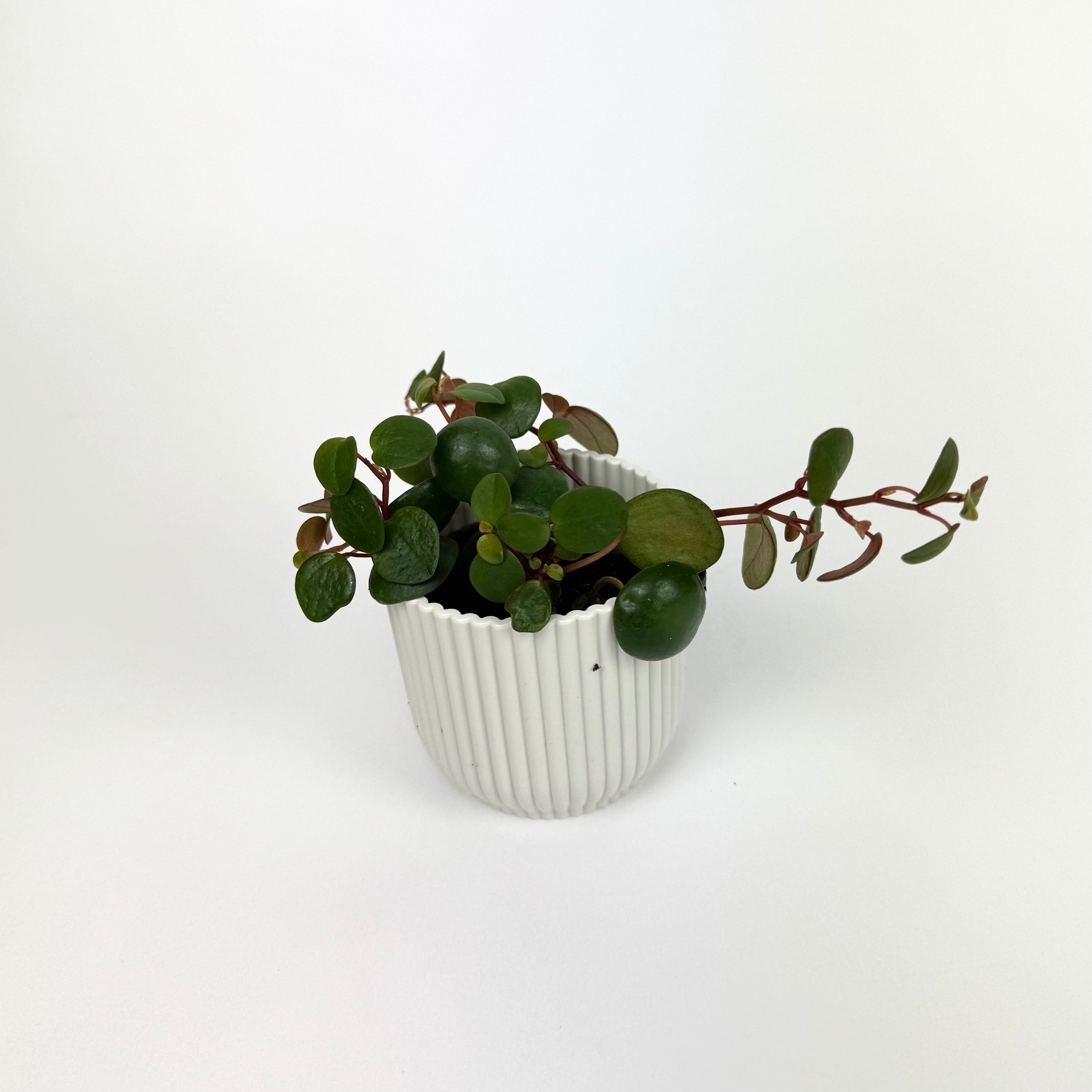Mini 7cm Pot size Peperomia Pepperspot Houseplant