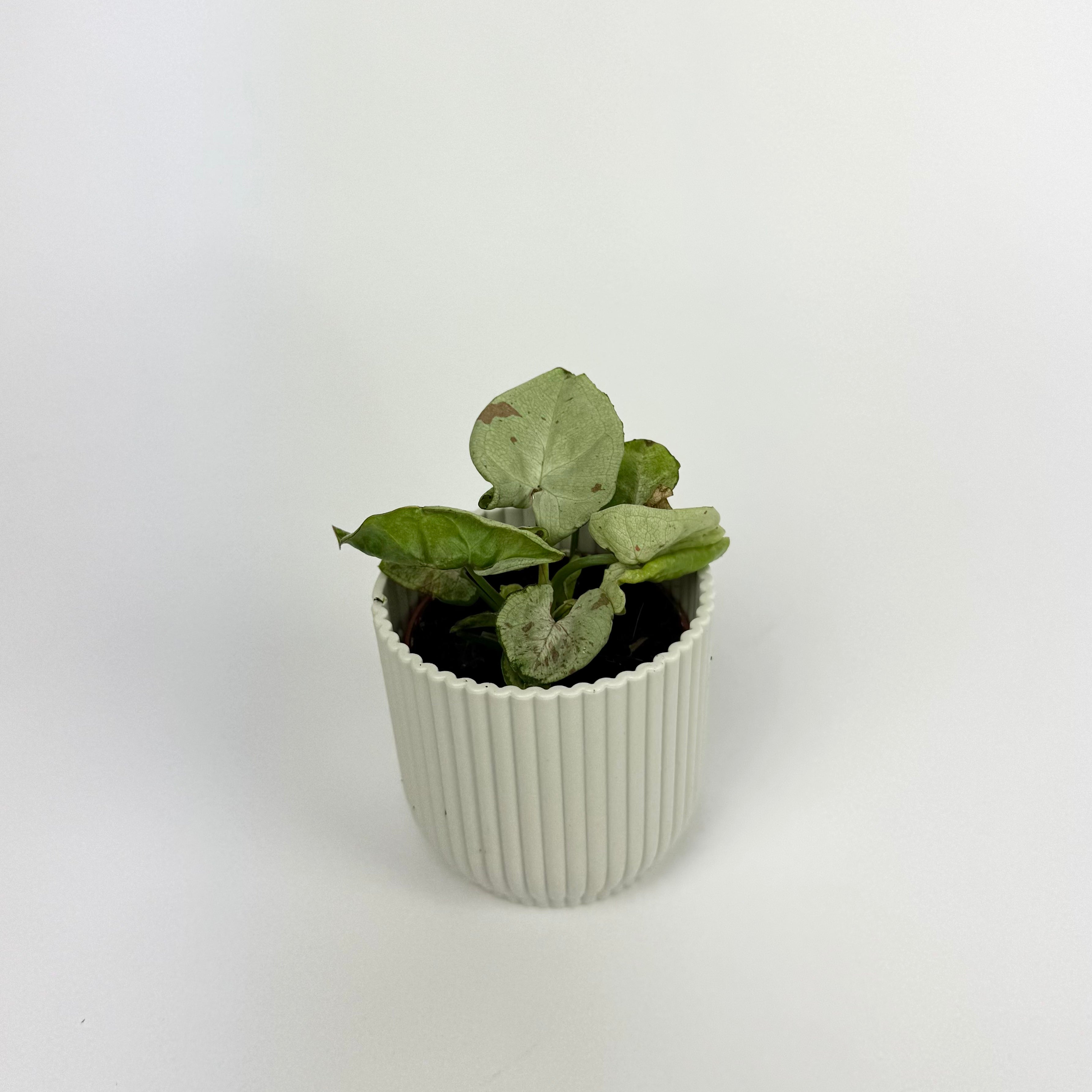 Mini Syngonium Milk Confetti Houseplant