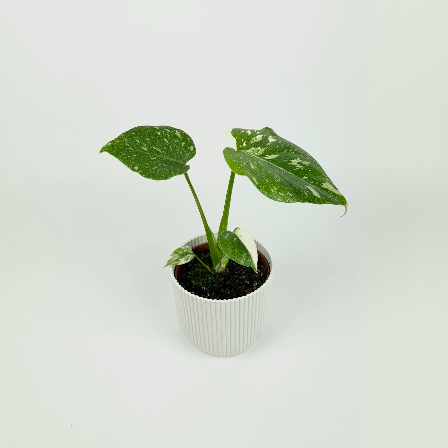 Monstera Thai Constellation 10.5cm Pot Houseplant