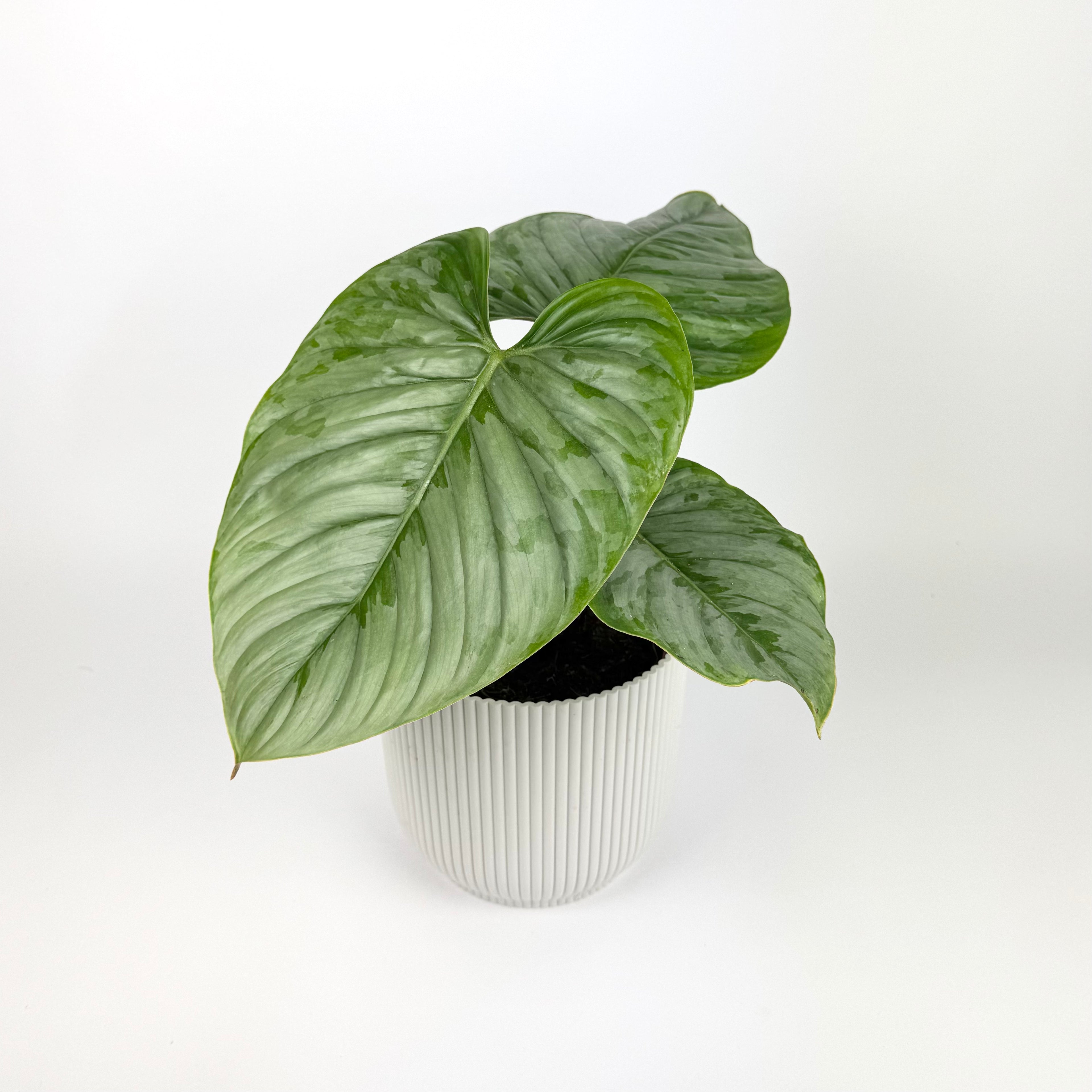 Philodendron Sodiroi Houseplant