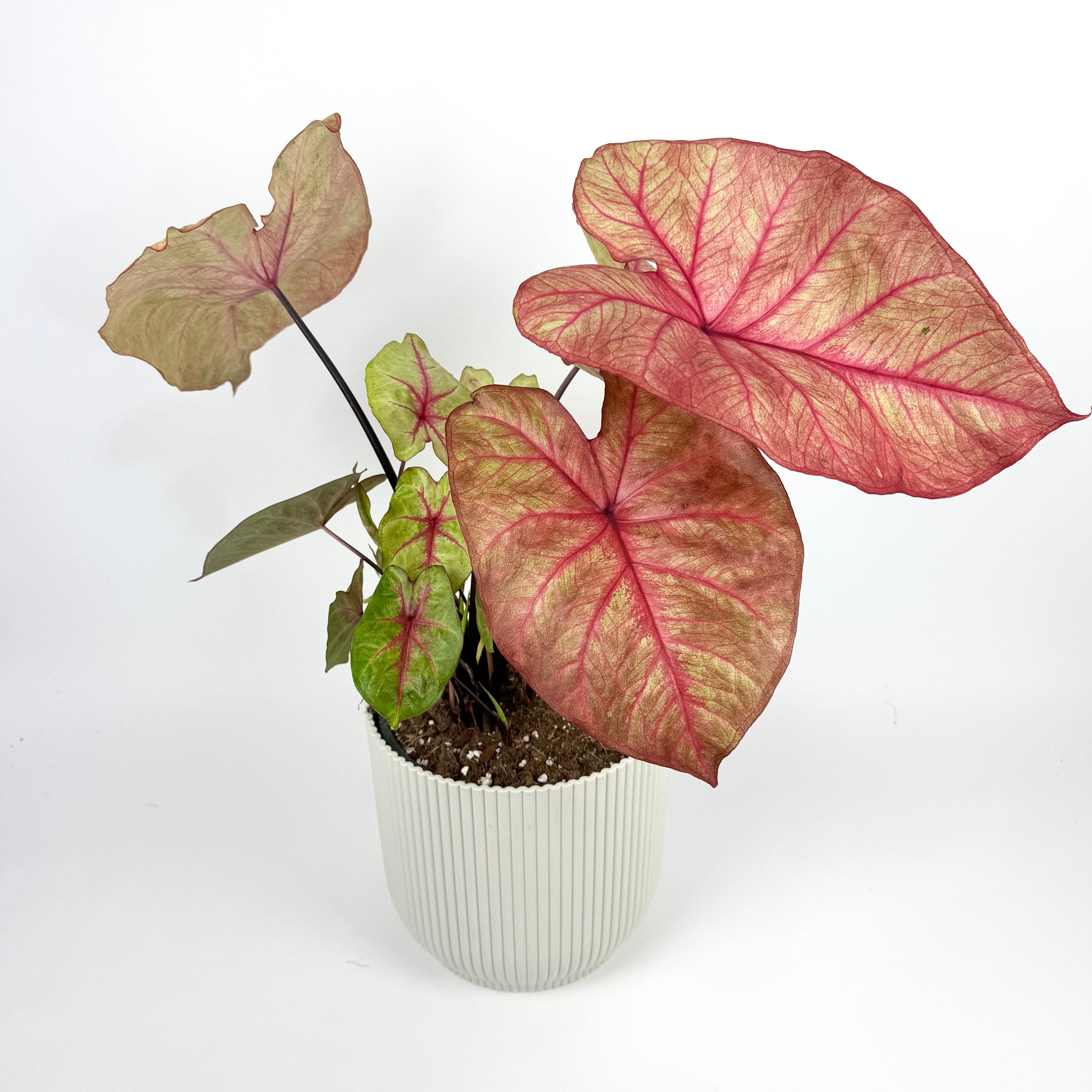 Caladium Autumn Beauty Houseplant