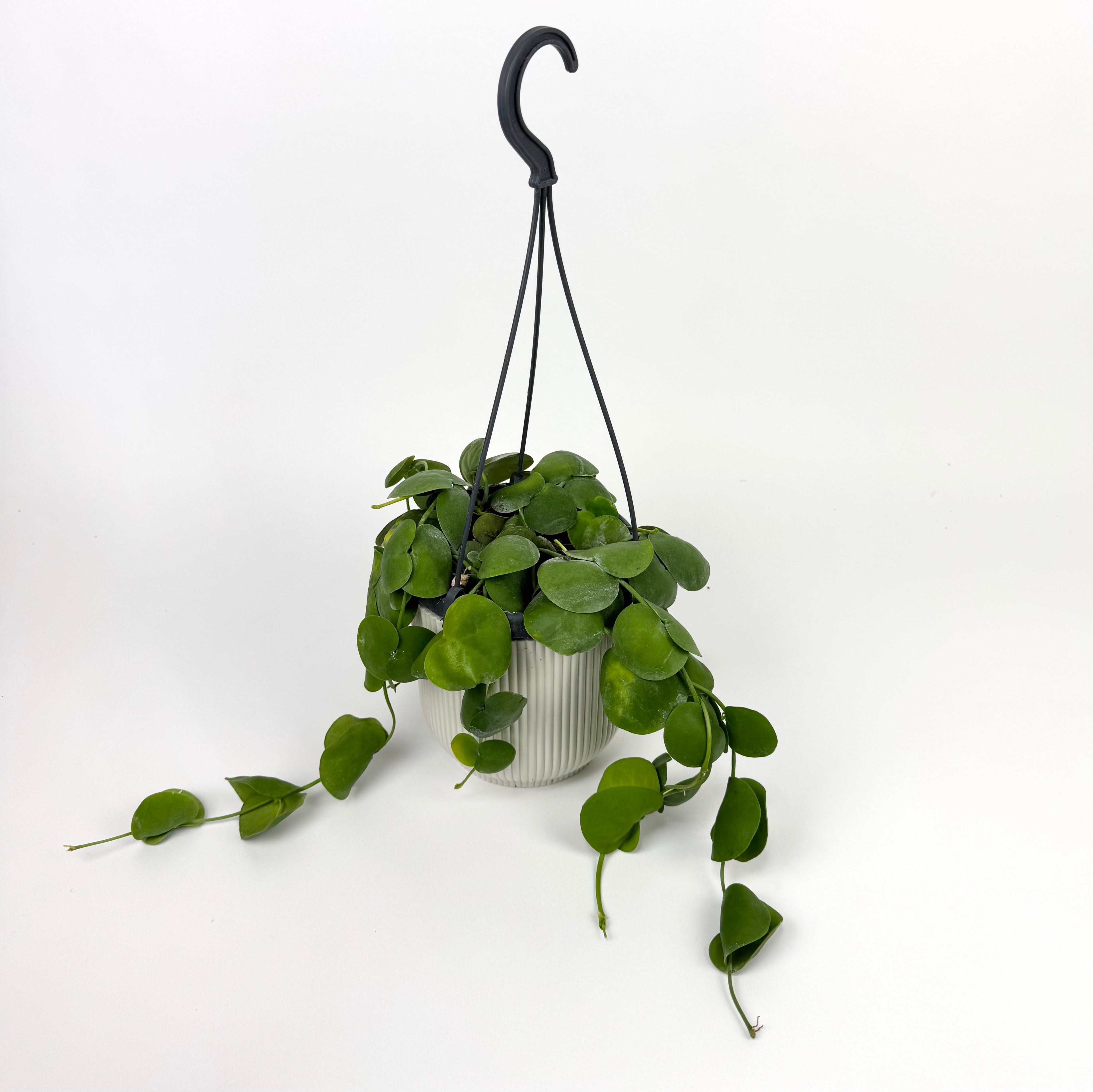 Dischidia Platyphylla Houseplant