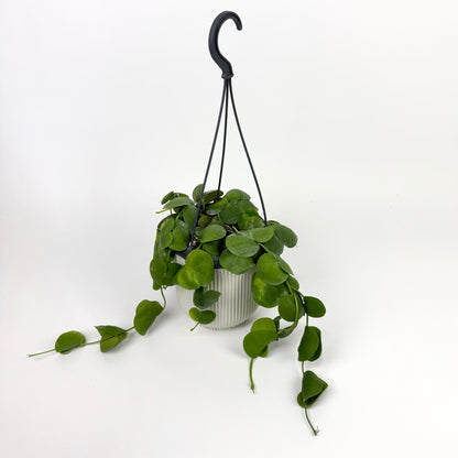 Dischidia Platyphylla Houseplant