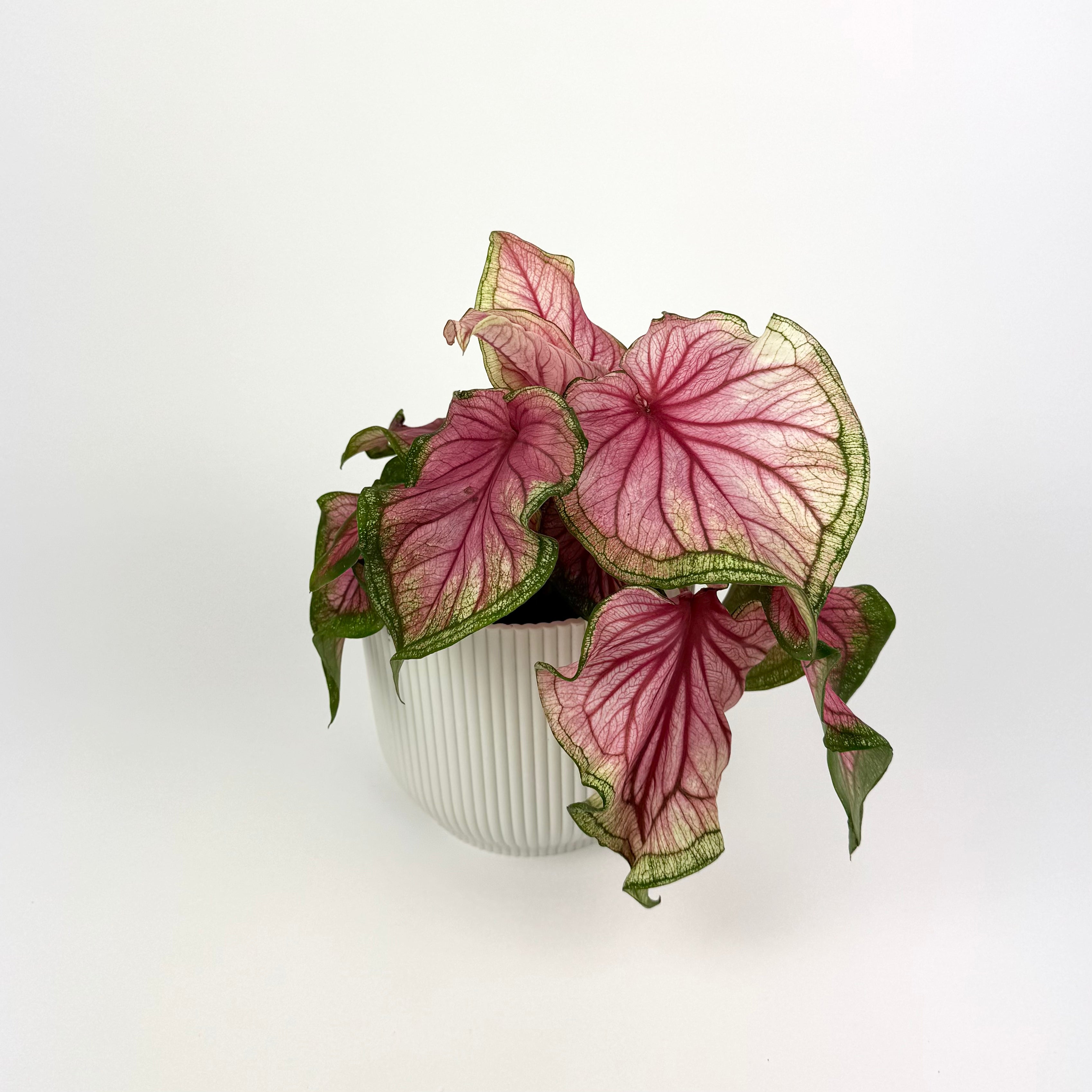 Caladium Sweetheart 13cm Pot Size Houseplant