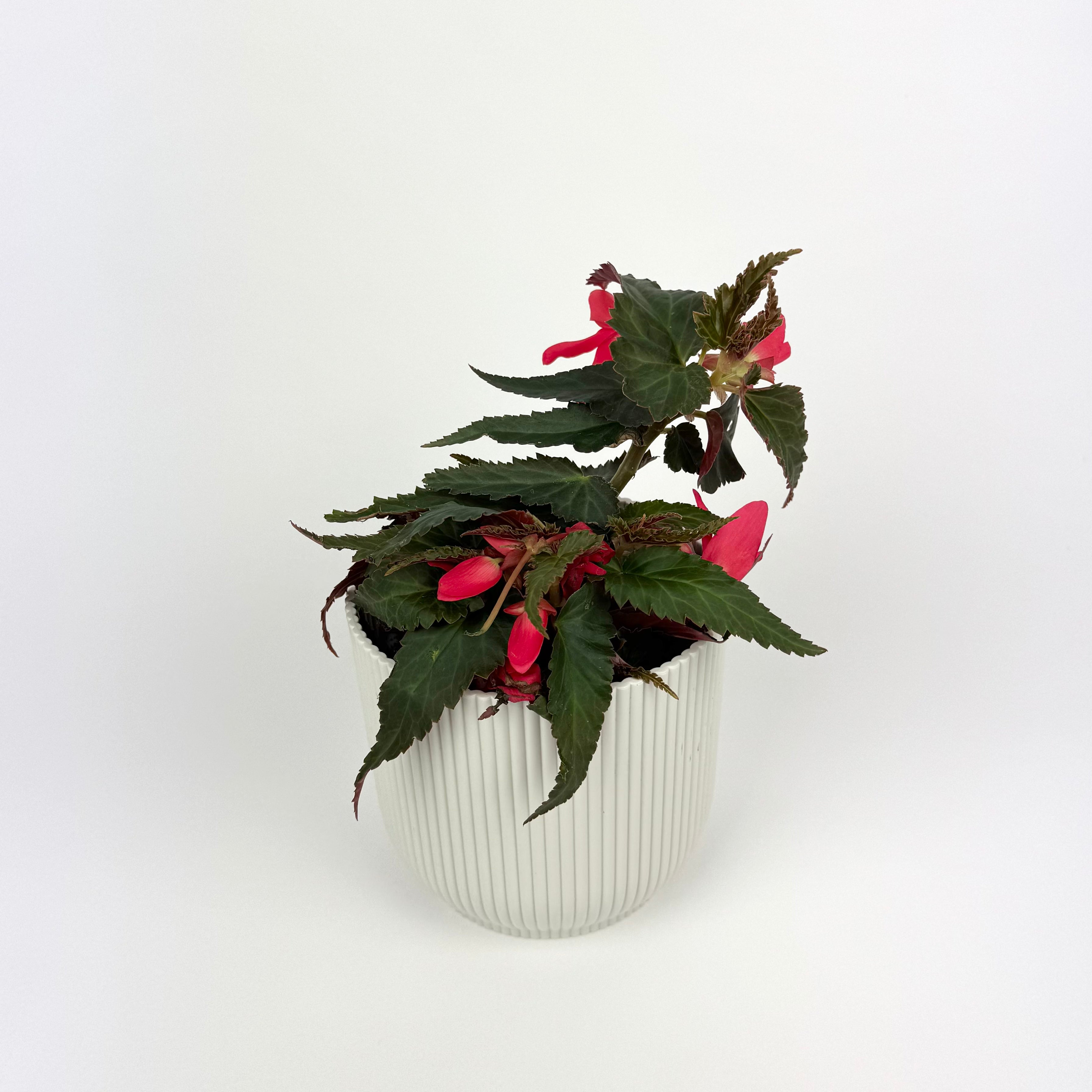 Begonia Waterfall Hot Pink 12cm Pot Size Houseplant