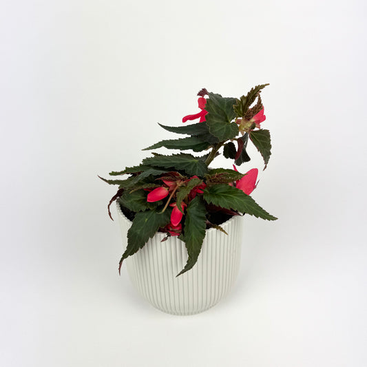 Begonia Waterfall Hot Pink 12cm Pot Size Houseplant