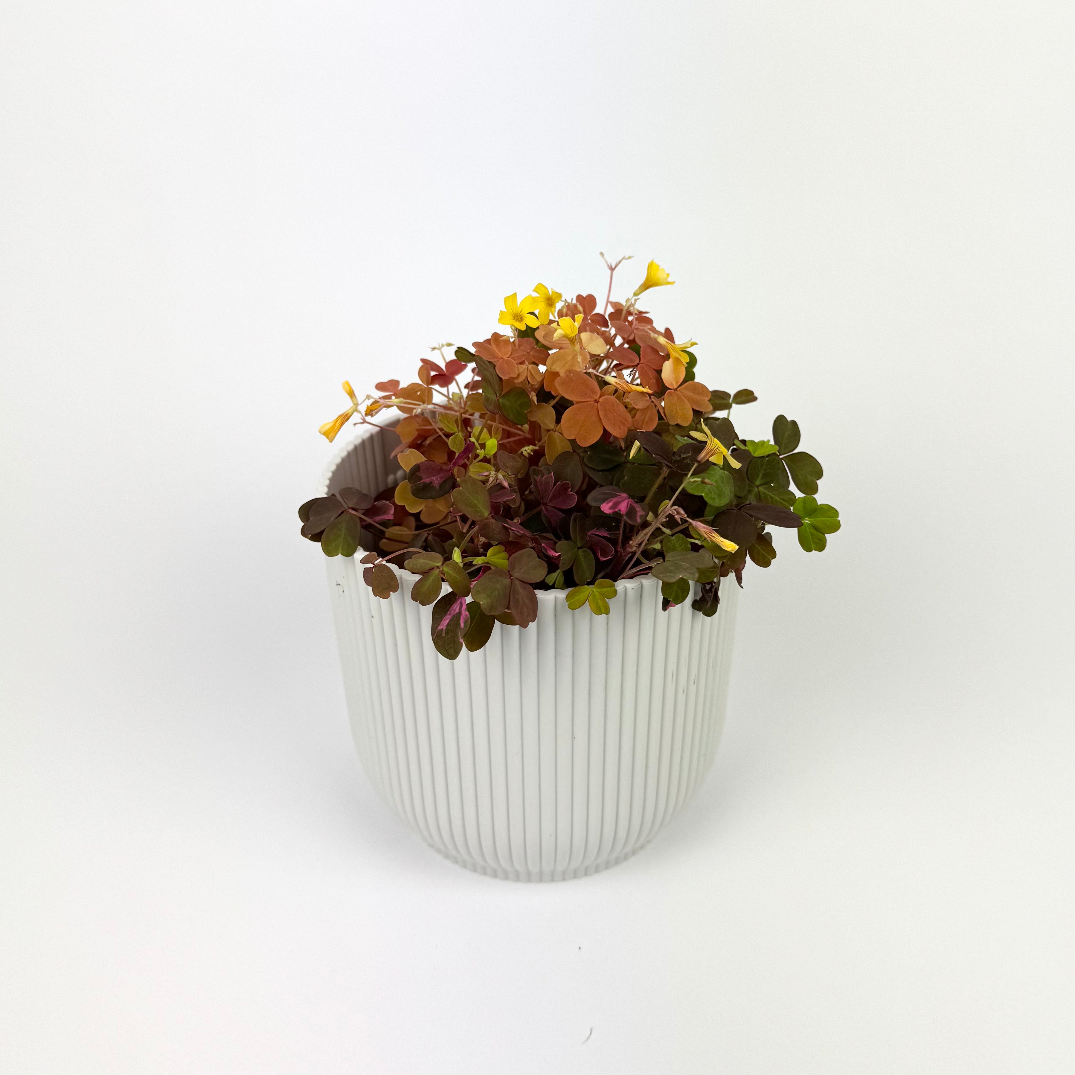 Oxalis Carnaval 10.5cm Pot Size Houseplant