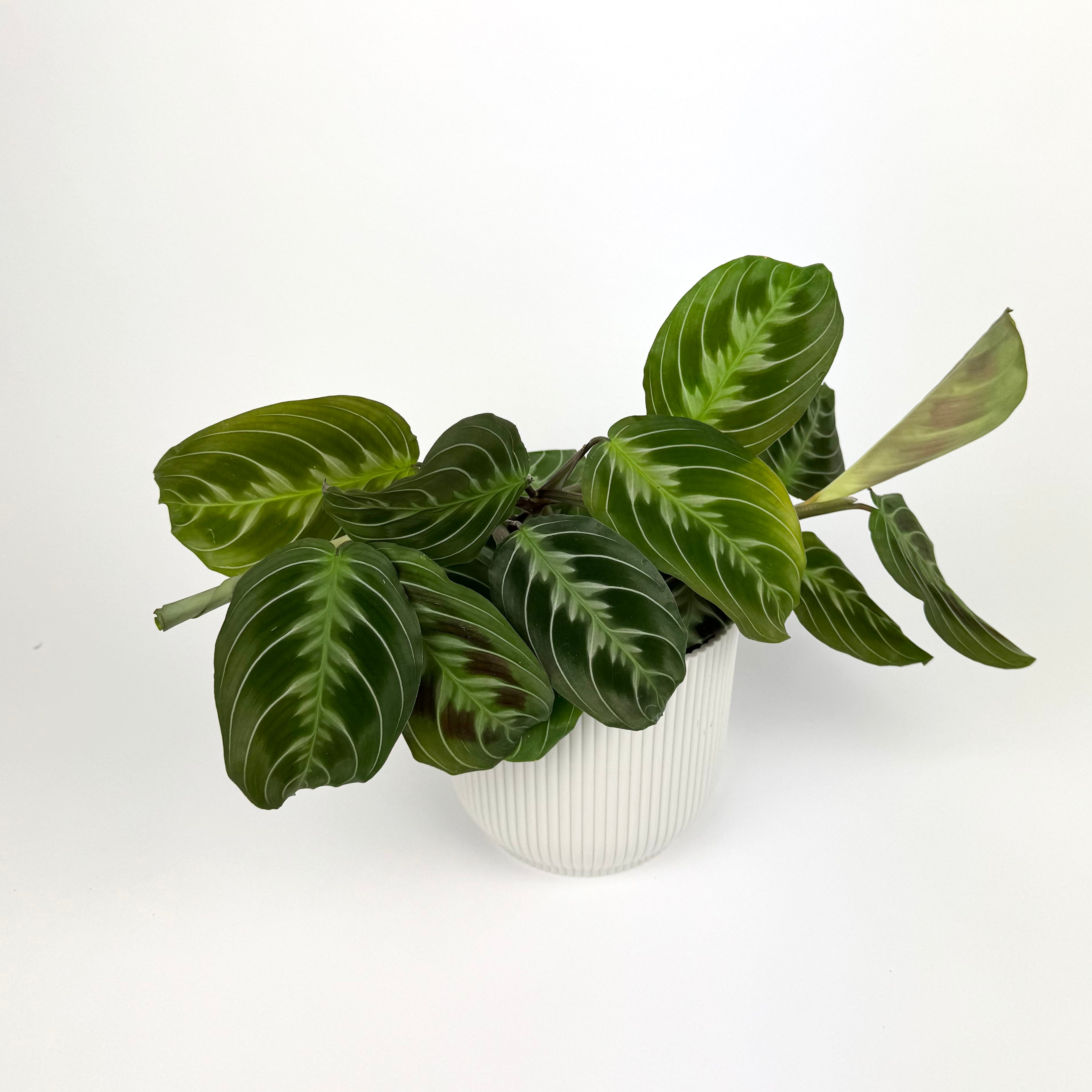 Maranta Silver Band 12cm Pot Size Indoor Houseplant