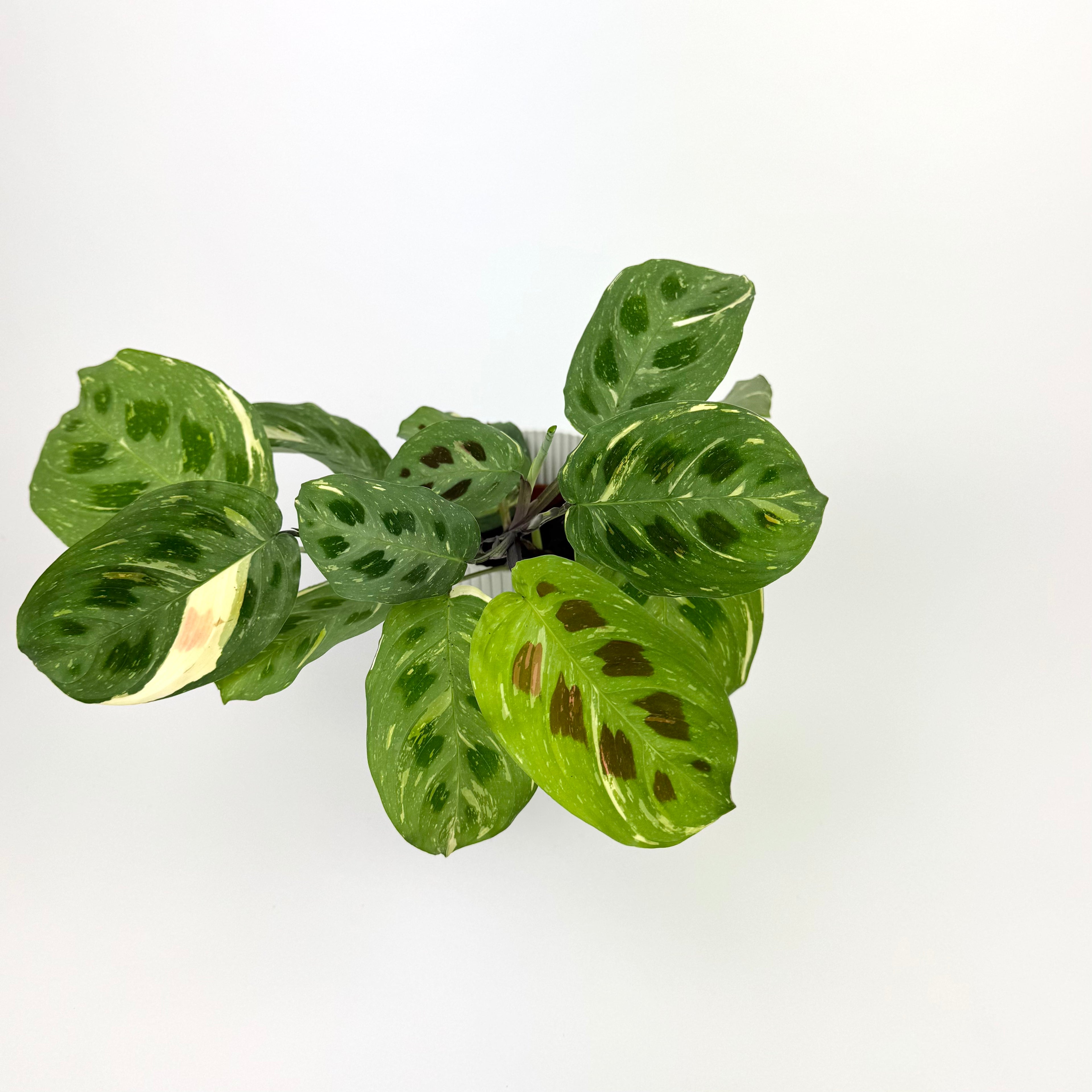 Maranta Fiesta 12cm Pot Size Houseplant