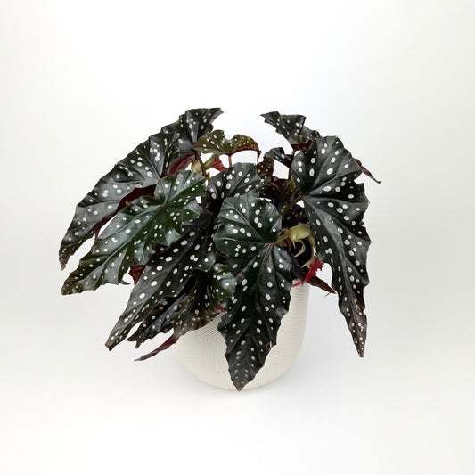 Begonia Black Forrest 14cm Pot Size Houseplant