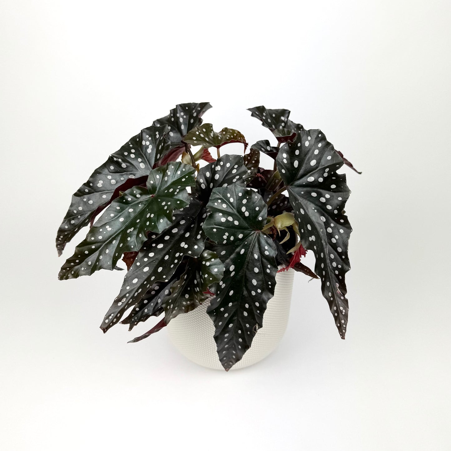 Begonia Black Forrest 17cm Pot Size Houseplant
