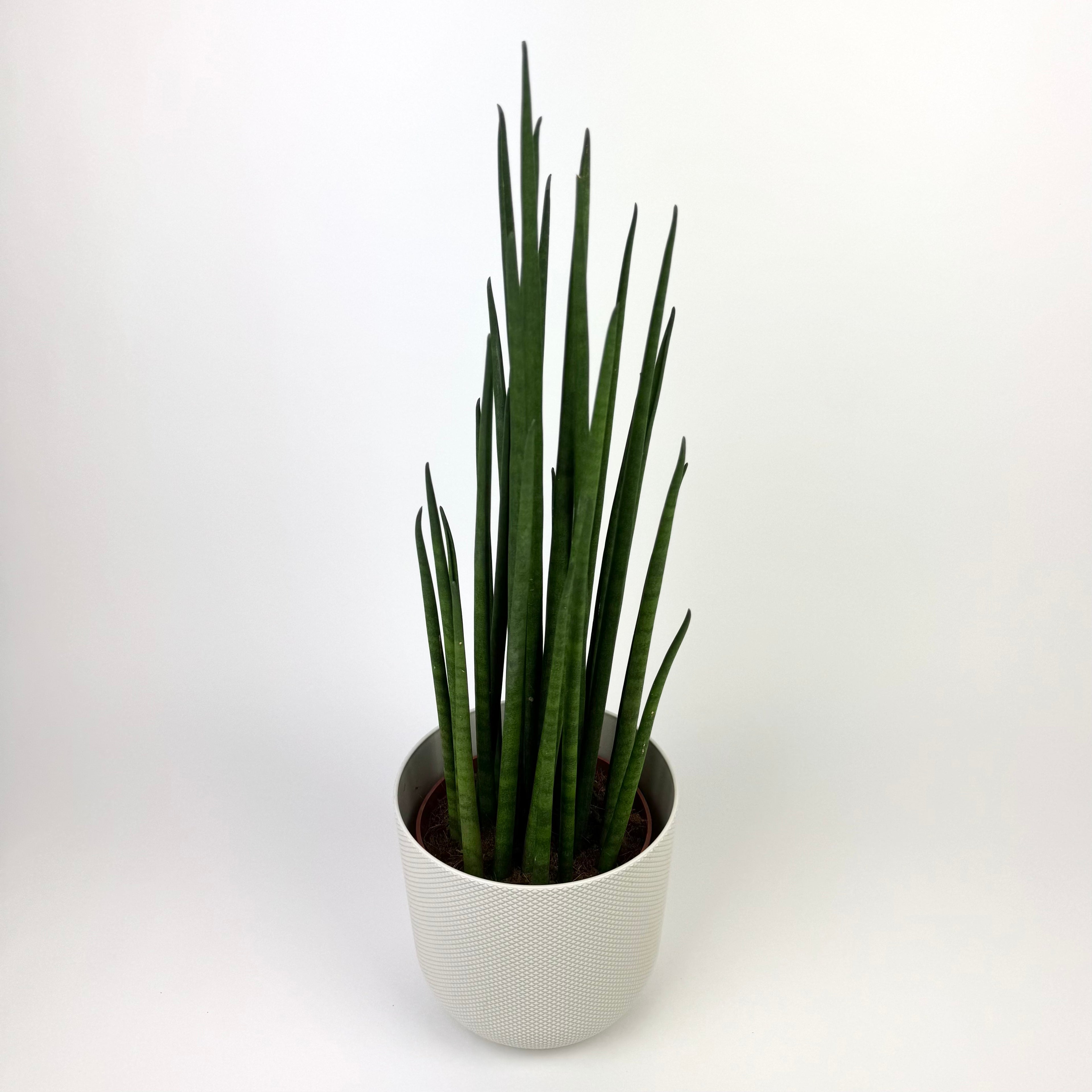 Sanseveria Mikado 14cm Pot Size Houseplant