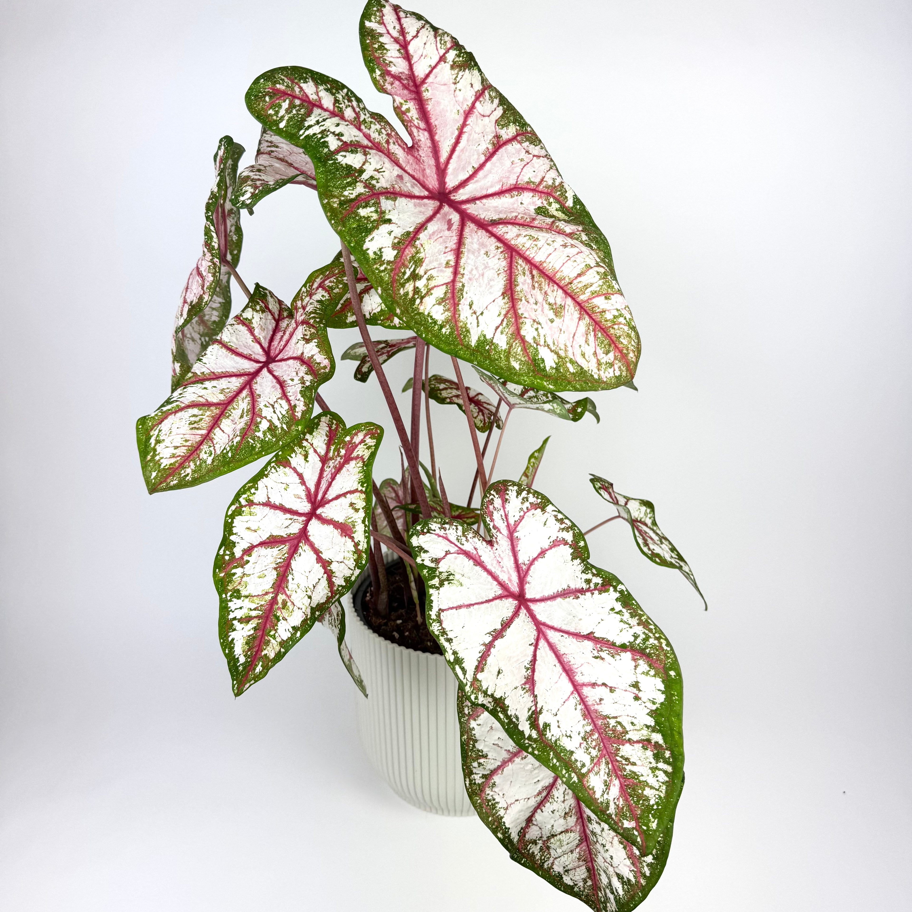 Large Caladium Tapestry 21cm Pot Size Houseplant