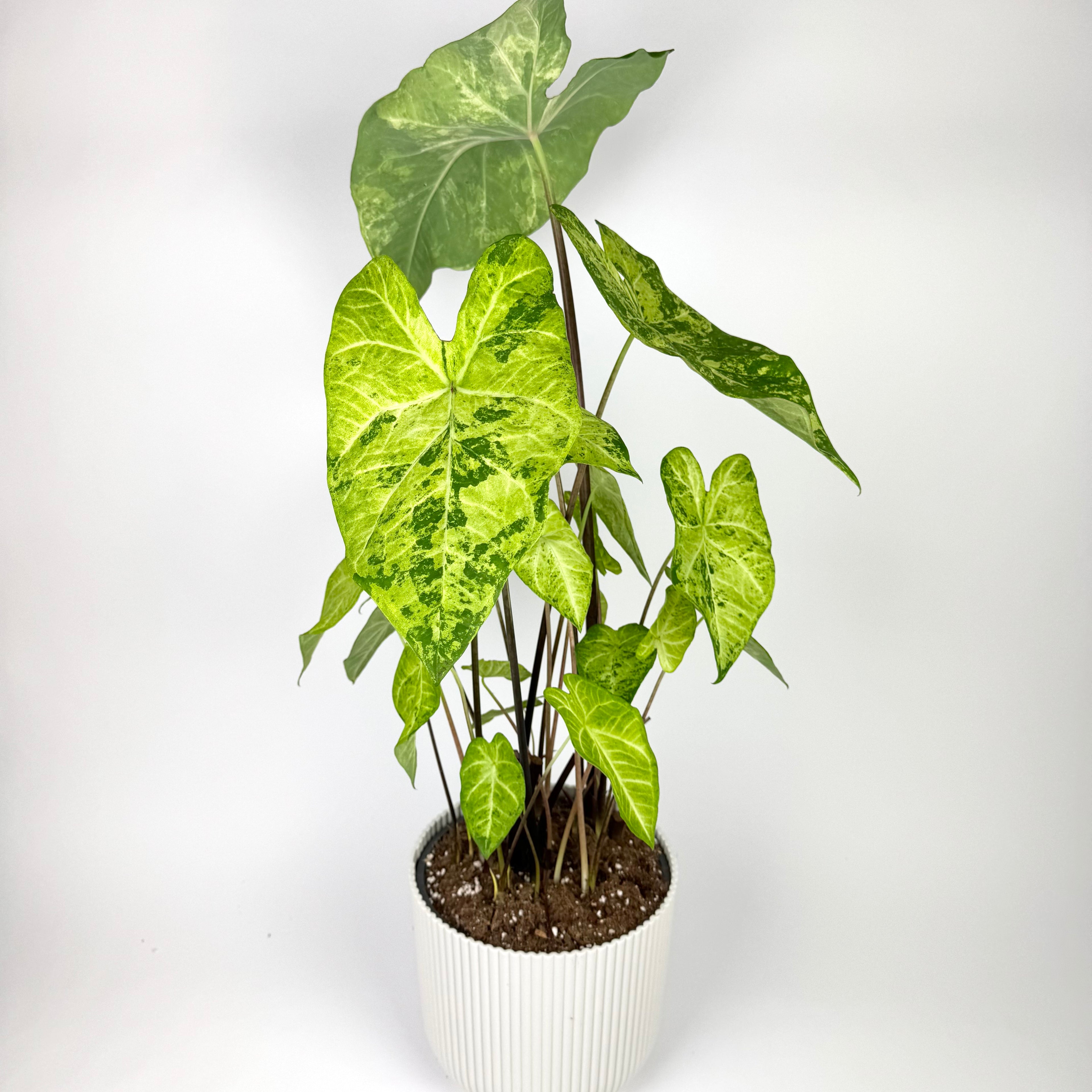 Caladium Frog 21cm Pot Size Houseplant