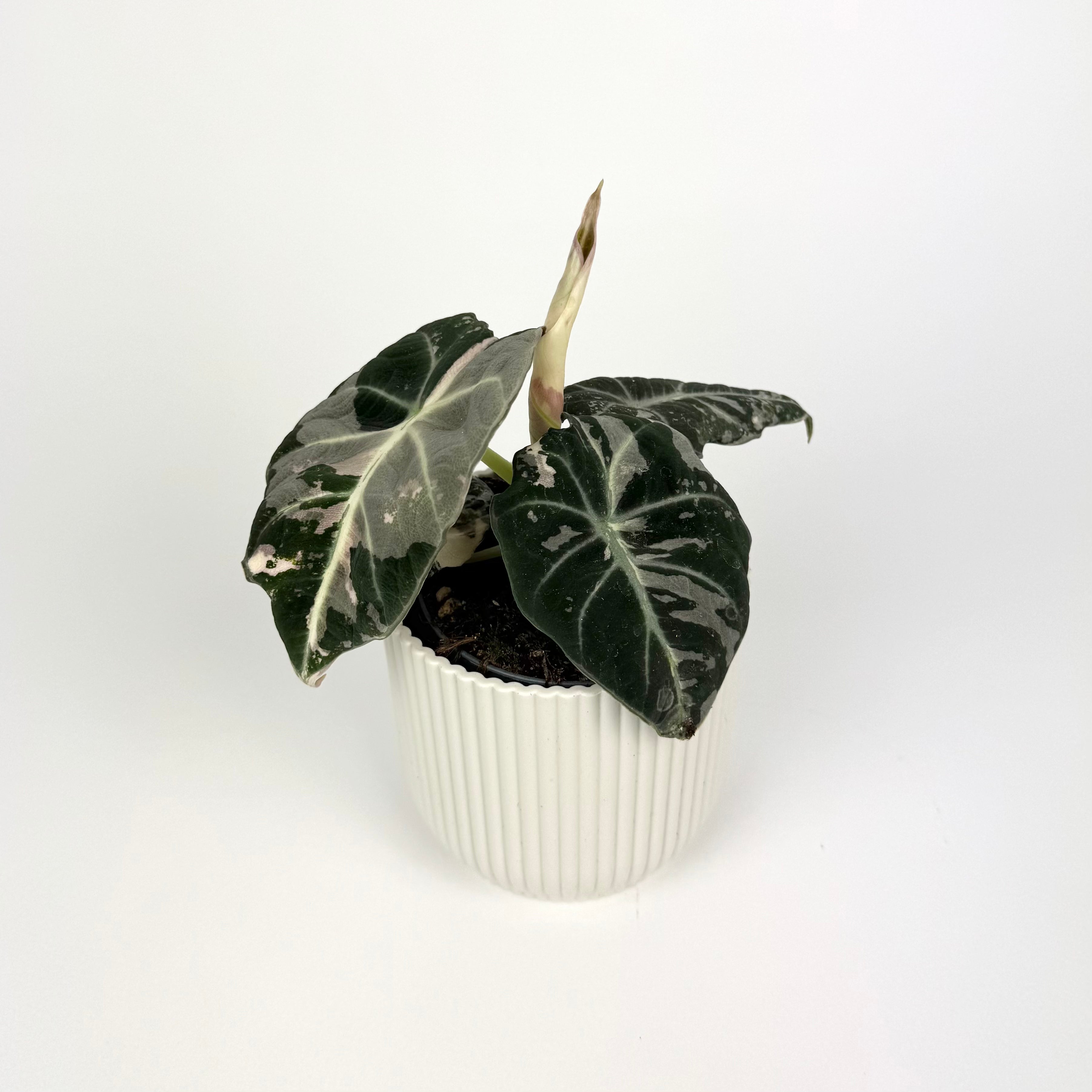 Alocasia Black Velvet 8.5cm Pot Size Variegated Houseplant - pre order