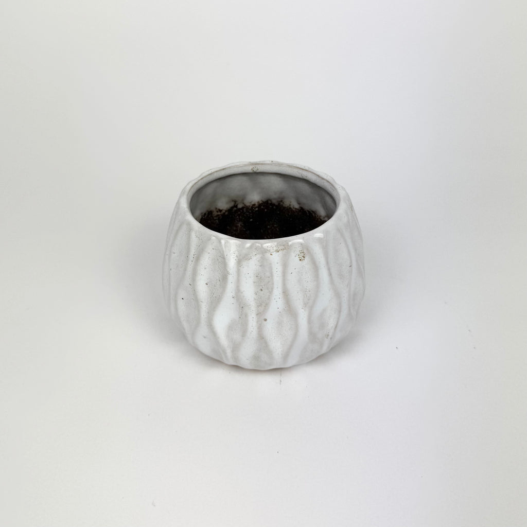 Desk Buddy Plant & Pot Bundle