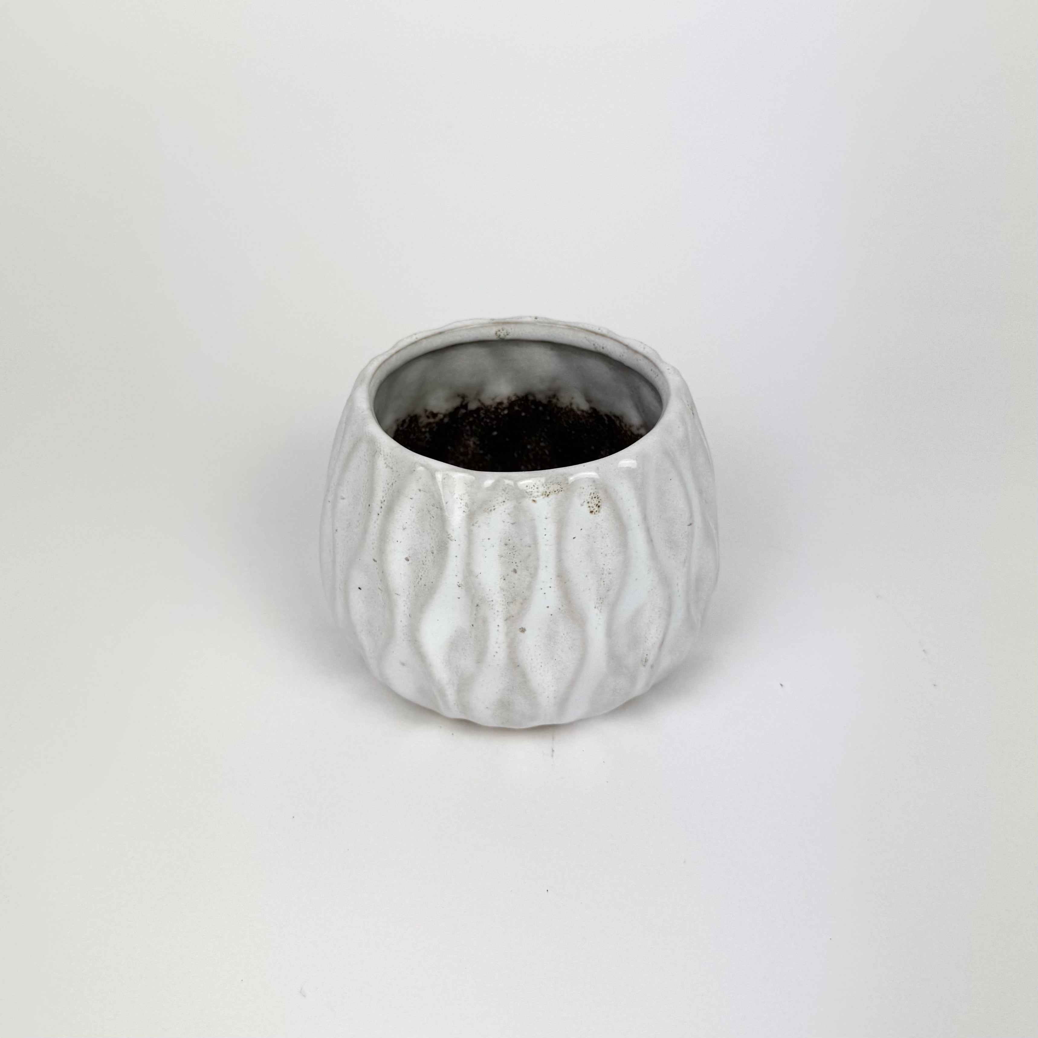 Desk Buddy Plant & Pot Bundle