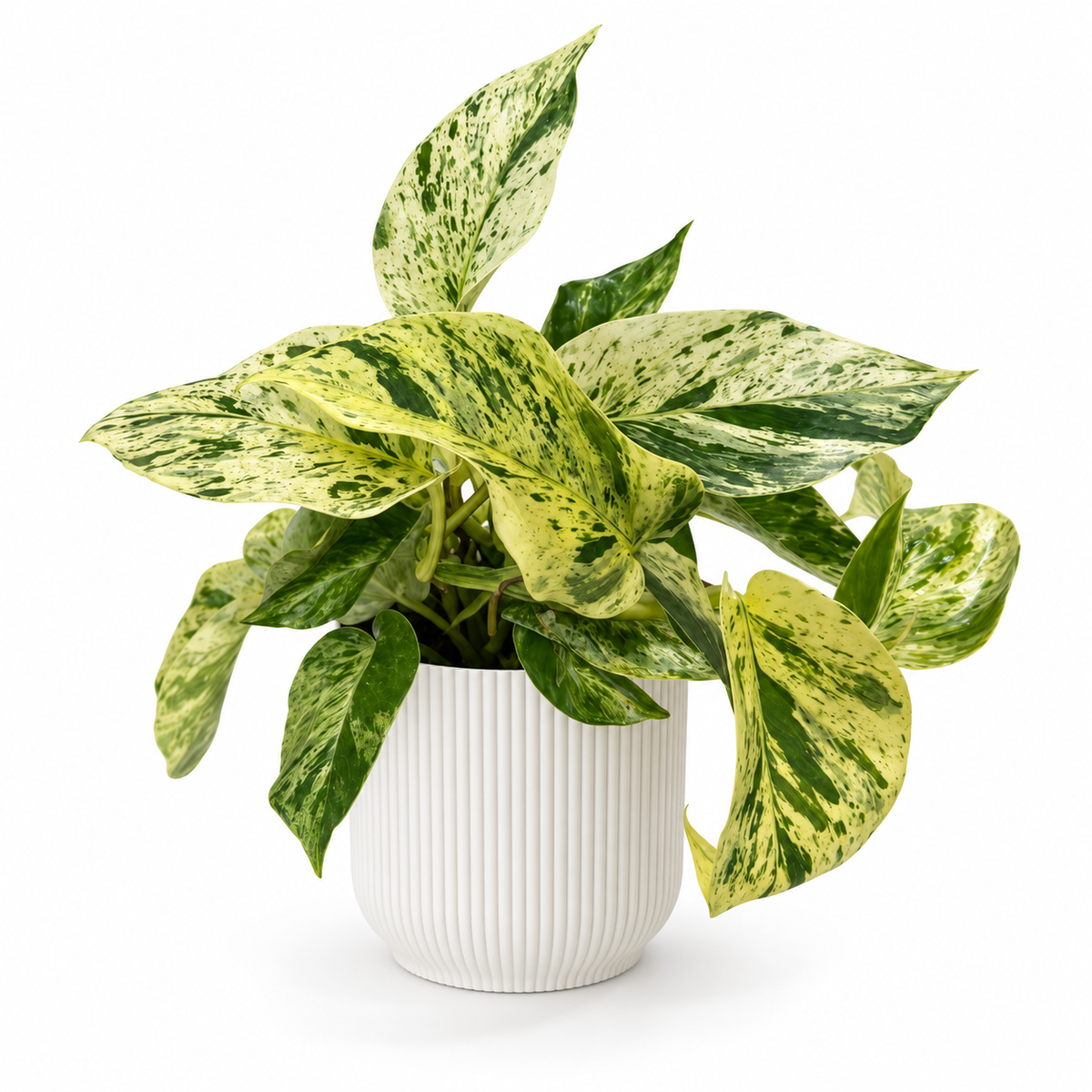 Epipremnum Snow Leopard 12cm Houseplant